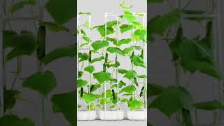 Smart Hydroponics Growing System  Climbing Trellis Super Indoor Hydroponics Growing System [upl. by Eizle]