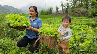 Harvest Coriander Salad Vegetable Goes to market sell  Build garden  Lý Phúc An [upl. by Nosiddam]