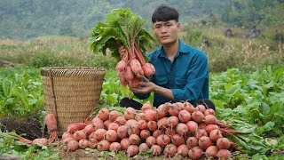 Harvest Red Radish Garden To Sell At The Market My Daily Life Forest life [upl. by Crandell]