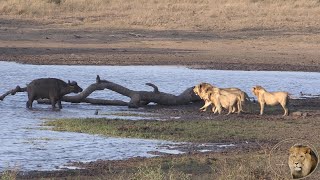 THE BEST LIONS KILL BUFFALO VIDEO EVER  Battle At Kumana Dam Kruger National Park [upl. by Willa]