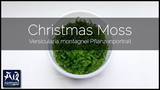 Versicularia montagnei quotChristmas Mossquot vorgestellt  AquaOwner [upl. by Idelson105]