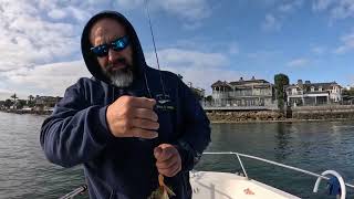 Fishing San Diego bay Spotties halibut 061424 Hookup Baits Damiki Backdrop [upl. by Itirahc]