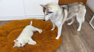 Husky are Thrilled with Tiny Puppies Cutest video [upl. by Aneerehs735]