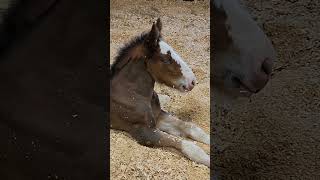 Baby Clydesdale horse🐎11 days old at the home of the budweiser clydesdale Warm Springs Ranch MO [upl. by Tartaglia]