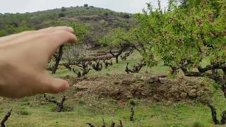 La Sotera Viñedo de Montaña de Bodegas Frontonio [upl. by Behrens]