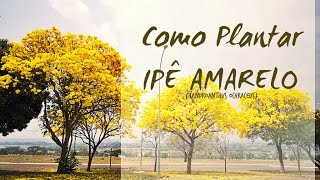 Como plantar IPÊ AMARELO CASCUDO Part1  Handroanthus ochraceus [upl. by Nwahser896]