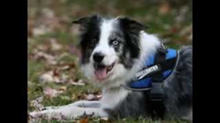 Dog Agility Harness  harness for agility dogs [upl. by Sturrock317]