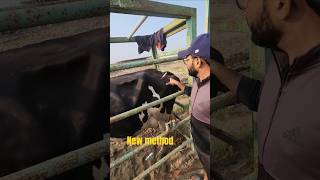 dairyfarm animals Injection new method no pain cowyoutubeshorts music viralvideo dairycows [upl. by Klaus]