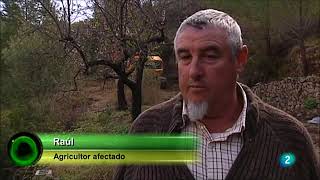 Sexto Brote Xylella Fastidiosa en Agrosfera [upl. by Eicul]