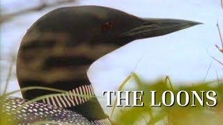 The Loons [upl. by Wainwright]