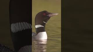 Common Loons Calling [upl. by Pasco66]