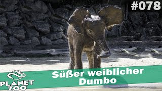 Süßer weiblicher Dumbo 🐘 PLANET ZOO Deutsch 078 [upl. by Akehsay964]