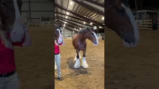 Budweiser Clydesdales [upl. by Losse771]