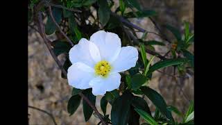 Cistus ladanifer Rock Rose  Uplifting Antioxidant Anti inflammatory Clearing Airways [upl. by Ahsemit869]