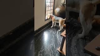 🦴🦴🐕❤️🐼 beagleworld cutebeagle beaglebaby cutedog pets doglover [upl. by Adnar526]