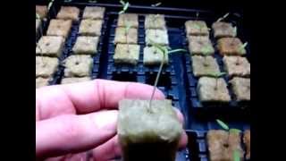 Tomato Seed Germination In Rockwool [upl. by Bancroft851]