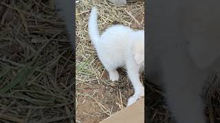 Kittens enjoy climbing on trees and playing with each other They all are 2 months old [upl. by Toffic464]