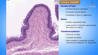 Histology of Urinary bladder  Shotgun Histology [upl. by Novej]