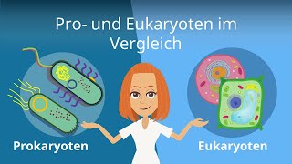 Prokaryoten und Eukaryoten im Vergleich  Studyflix [upl. by Gilbert455]