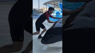 Giant dolphin fish was found inside the swimming pool  shortvideos [upl. by Mihe]