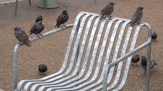 Starlings waiting for a table [upl. by Odlanar]