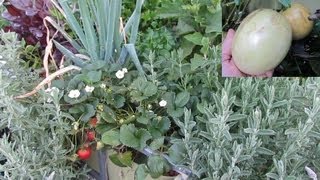 Backyard Aquaponic update happy pepinos amp new tanks 28th Aug 2013 [upl. by Jefferson]