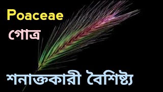 Poaceae গোত্রের শনাক্তকারী বৈশিষ্ট্য মনে রাখার উপায়  Poaceae গোত্র Secrets FINALLY Revealed [upl. by Htebilil]