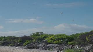 Noddies on Paul Island St Brandon [upl. by Lionello]