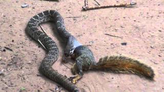 Rattlesnake eats squirrel [upl. by Eillil]