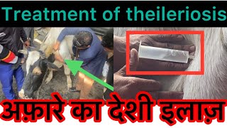 Treatment of theileriosis l symptoms of theileriosis l Bloat l tympany l अफ़ारा I dr umar khan [upl. by Dunkin]