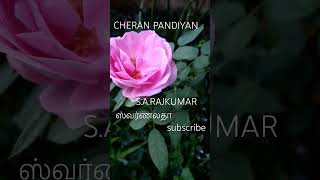 காதல் கடிதம்music song love tamil mannaiamvmusic shortsfeed shorts sarajkumar swarnalatha [upl. by Randal668]