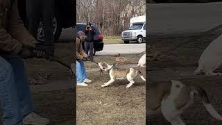 BANDOG MASTIFF SERIOUS ATTACK 😱😱🤯 TURNS ON TRAINER [upl. by Anelegna]