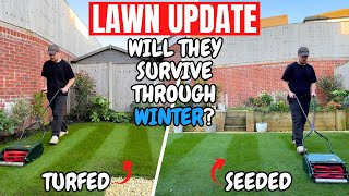 Will my lawns survive through winter  Lawn Update [upl. by Ecinue450]