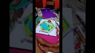 PLANT CELL MODEL scienceproject [upl. by Nagud]