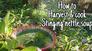 How to harvest amp cook Stinging Nettle Soup 🌿 [upl. by Ennayllek]