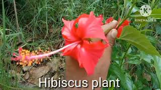 How to Grow Hibiscus Plant [upl. by Ellicec]