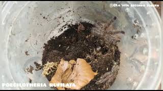 rehouse Poecilotheria rufilata [upl. by Bobbee869]