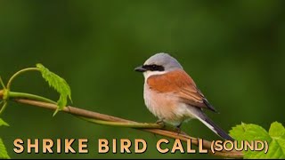 Shrike Bird Call Sound  Relaxing Nature Sounds [upl. by Stacy]