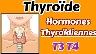 Thyroïde et hormones thyroïdiennes métabolisme régulation hyperthyroïdie [upl. by Paderna]