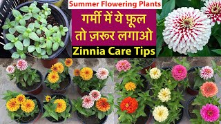 गर्मी का सबसे Special पोधा Zinnia From Seeds With Update  Zinnia Plant Care Tips  Rainy Flowers [upl. by Dammahom]