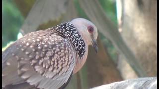 A Spotted Dove call [upl. by Evaleen]