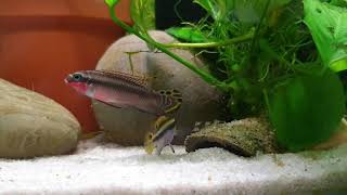 Pelvicachromis taeniatus quotNigeria Redquot with fry [upl. by Granthem592]