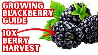 How To Grow Blackberries In Containers  Follow These Rules For The BIGGEST Harvest Ever [upl. by Haduhey507]