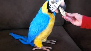 FurReal Parrot How To Play without Remote [upl. by Einahpet62]