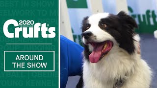 Highlights from Day 1 at Crufts 2020 [upl. by Milt]