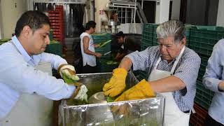 Máquina desespinadora de nopal CENIT Agropecuario [upl. by Alfreda386]