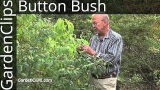 Buttonbush  Cephalanthus occidentalis  How to grow Buttonbush [upl. by Ludwig]