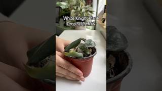 Prop SUCCESS shorts diy indoorplants plants gardening garden propagation plantcare [upl. by Ahdar]