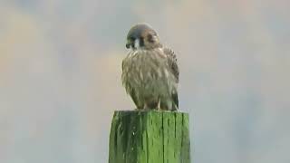 112223 O American Kestrel Kent Wa 6055158 [upl. by Ardnait]