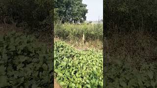 Rabi cropGroundlevel real education [upl. by Cleaves335]